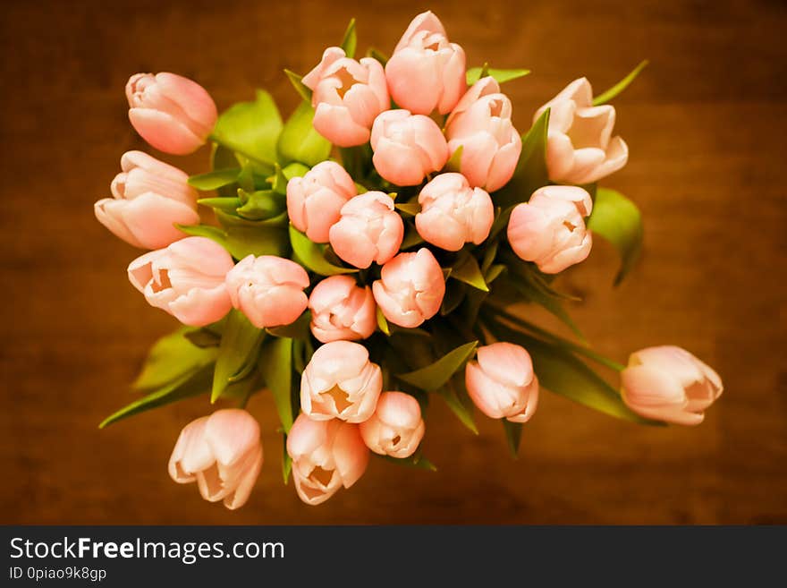 Spring theme. Easter or Mother`s Day festive background. The bouquet of pink coral tulips on wooden background. Close up. Top view. Spring theme. Easter or Mother`s Day festive background. The bouquet of pink coral tulips on wooden background. Close up. Top view