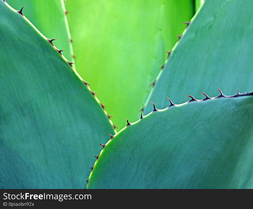 Photo of an exotic tropical cactus plant showing detail to very spiny thorny edge to succulent leaves. Photo of an exotic tropical cactus plant showing detail to very spiny thorny edge to succulent leaves.