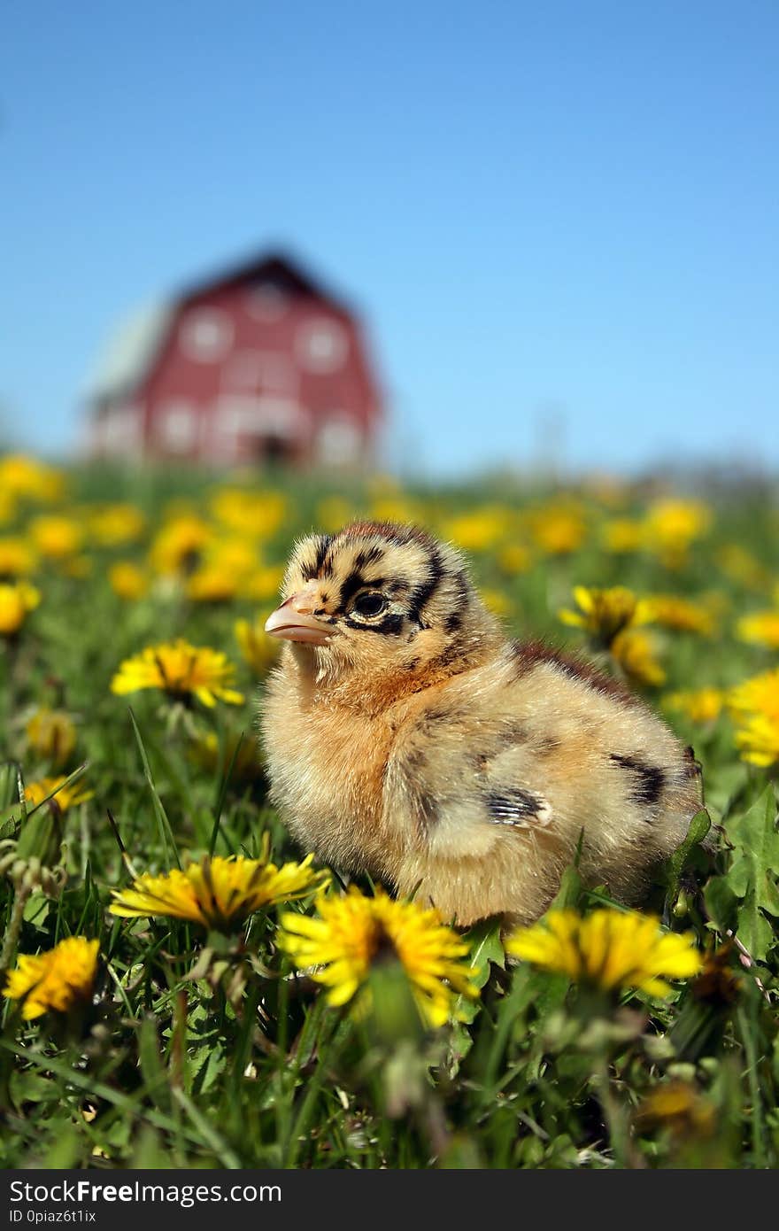 Americauna chick in the grass amongst the dandelions with a majestic looking barn in the background. Americauna chick in the grass amongst the dandelions with a majestic looking barn in the background