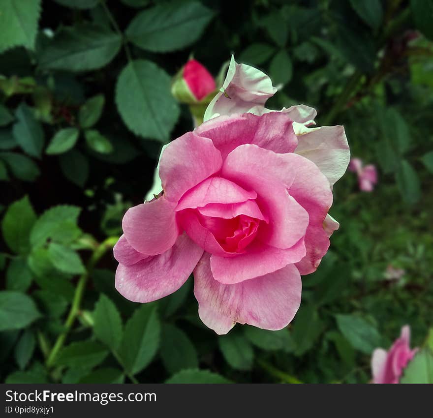 Pink rose from Sinaia