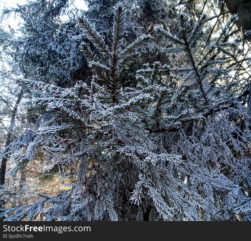 Frozen tree from Vatra Dornei.