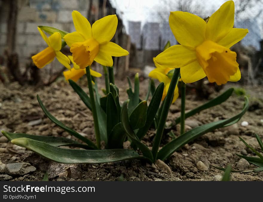 Daffodil from my garden. Now i know the spring is coming