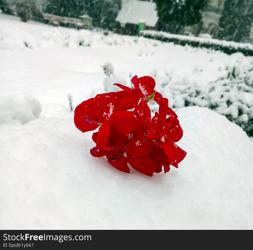 Red geranium in the snow. Red between the white snow.