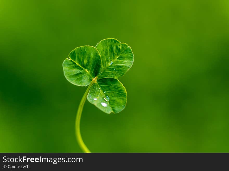 Clover leaf with water drops