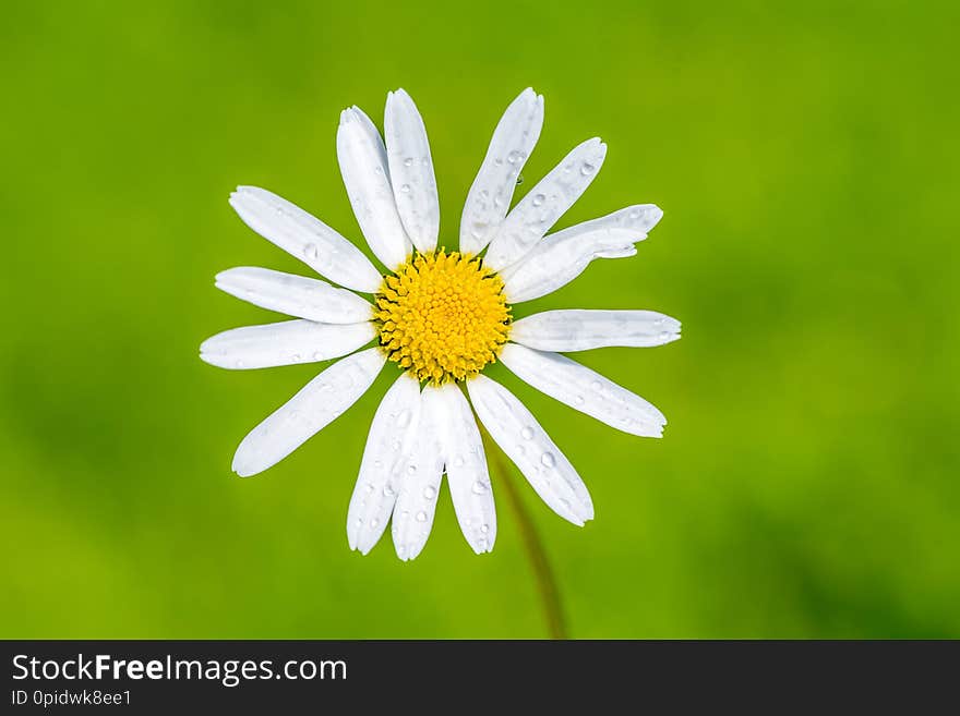 Daisy flowers with beautiful colors