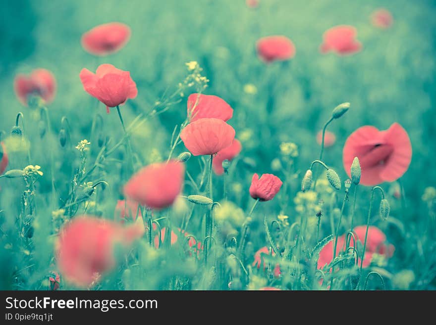 Poppy flower in a field with beautiful colors