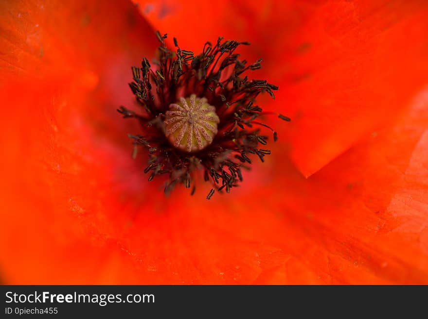 Poppy flower in a field with beautiful colors