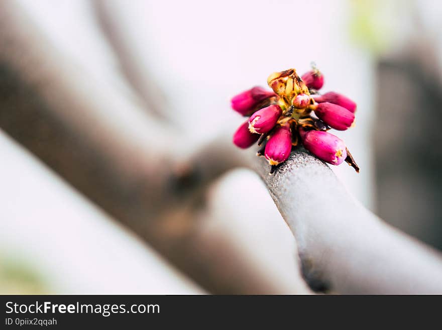 Cercis siliquastrum. Blooming spring tree with pink flowers.