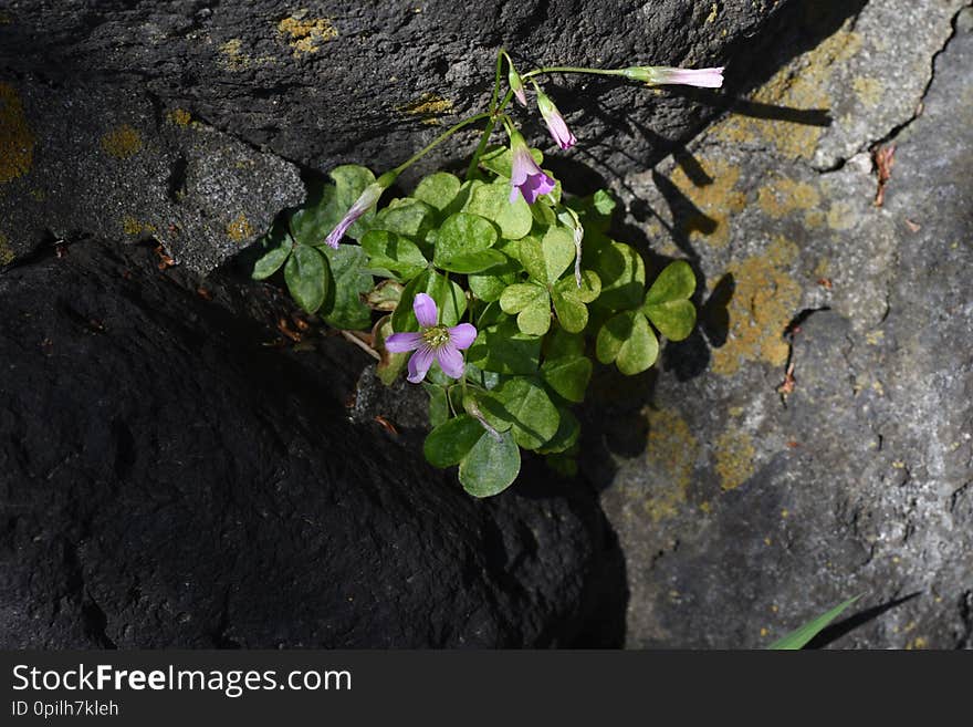 Spring flowers / Lavendersorrel Oxalis corymbosa. Spring flowers / Lavendersorrel Oxalis corymbosa