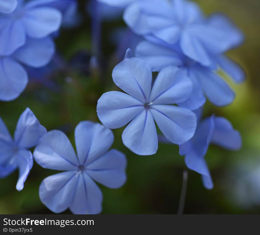 The blue Plumbago`s deep color let it stand out in the flower garden. The blue Plumbago`s deep color let it stand out in the flower garden