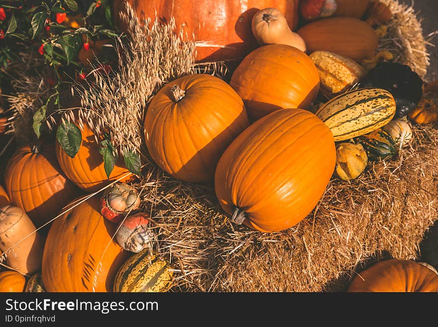 Mixture and Variety of Pumpkin and Squash in a Pumpkin Patch - season of pumpkins