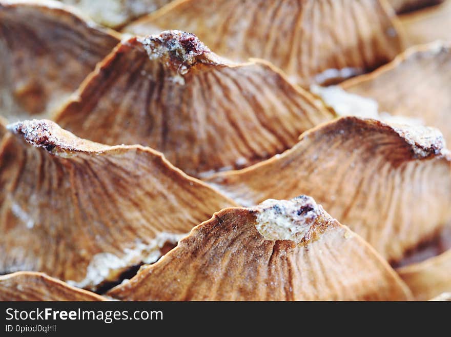 Texture cones close-up, macro.