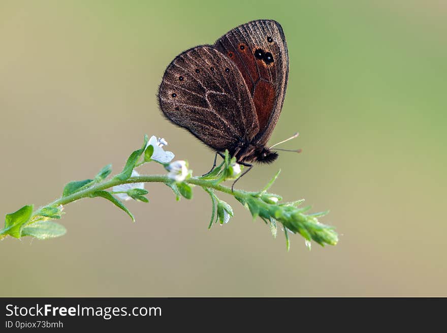 Erebia aethiops butterfly on a  wild flower early in the morning