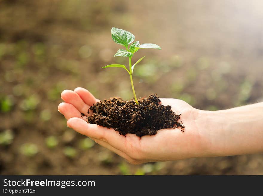 Female hand holding young plant in the garden