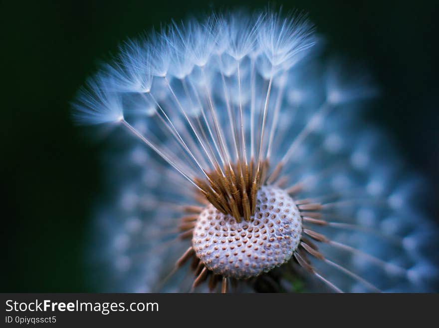 Colored unusual macro of dandelion blowball that partly lost its umbrellas. Airy appearance. Shallow depth. Muted colors. Colored unusual macro of dandelion blowball that partly lost its umbrellas. Airy appearance. Shallow depth. Muted colors