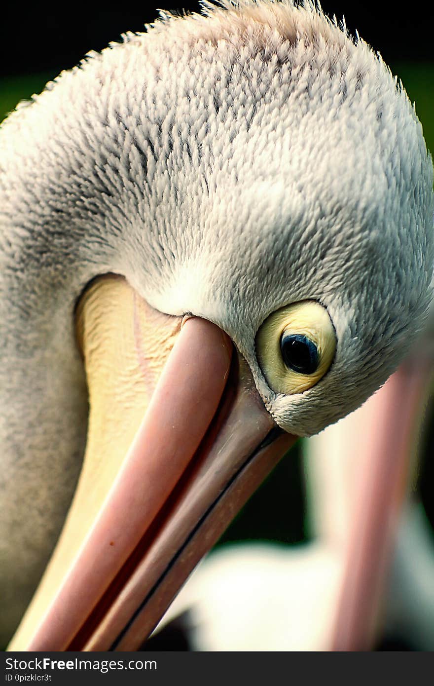 Headshot of a Pelican Bird at Ragunan Zoo, Jakarta, Indonesia.