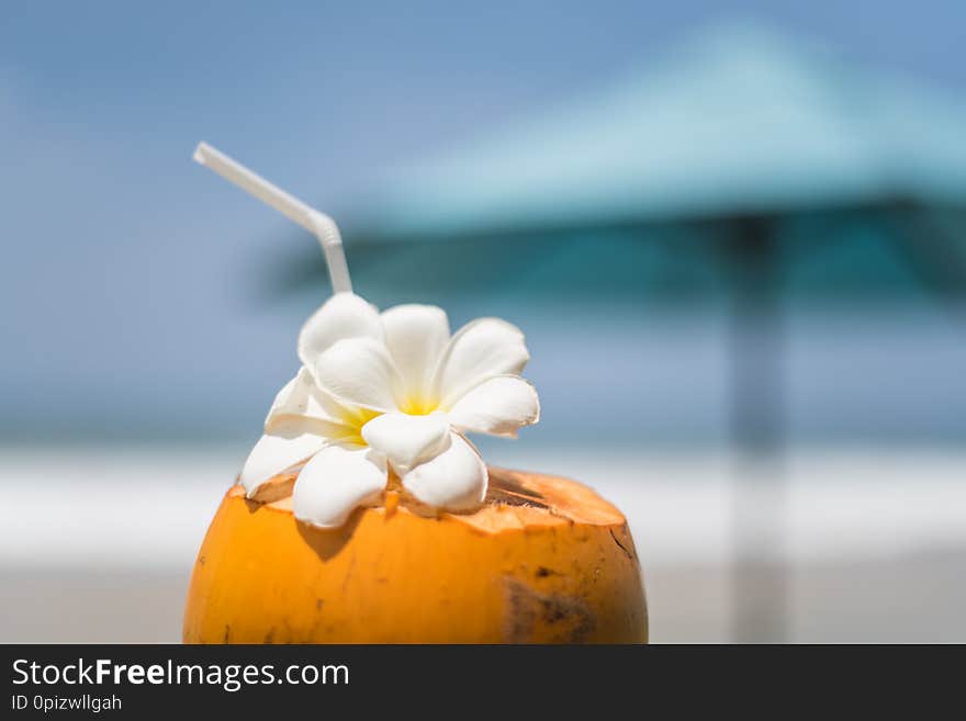 Fresh young orange coconut with a tube for drinks and Plumeria flowers in a tropical resort near the ocean