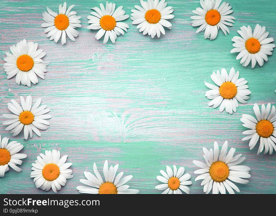 Background of daisies on an old wood board