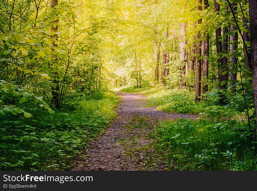 Road in a sunny summer forest with green grass and trees