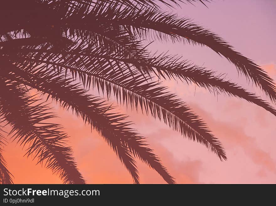 Tropical sunset and palm leaves vivid coral background