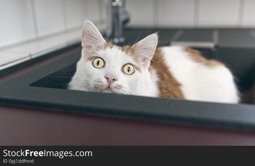 Funny tabby cat peeking out from a kitchen sink. horizontal image with soft focus.