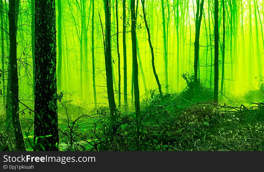 Misty morning in the spring forest. Mystic fairy-tale forest in the morning. Tinting in green_