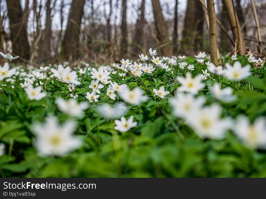 Early Spring Flowers In The Forest