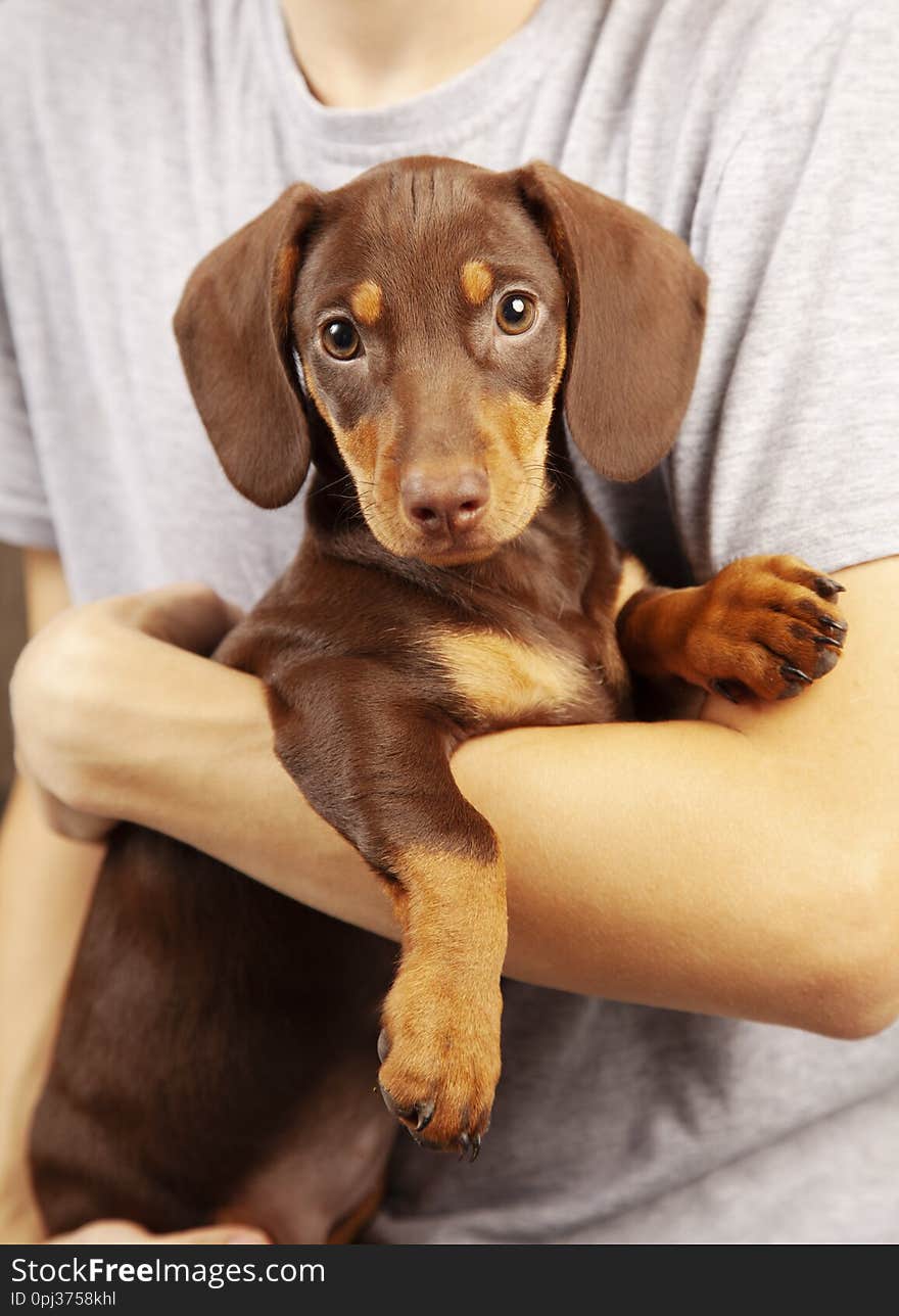 Dog puppy breed dachshund on hand of a boy, a teenager and his pet