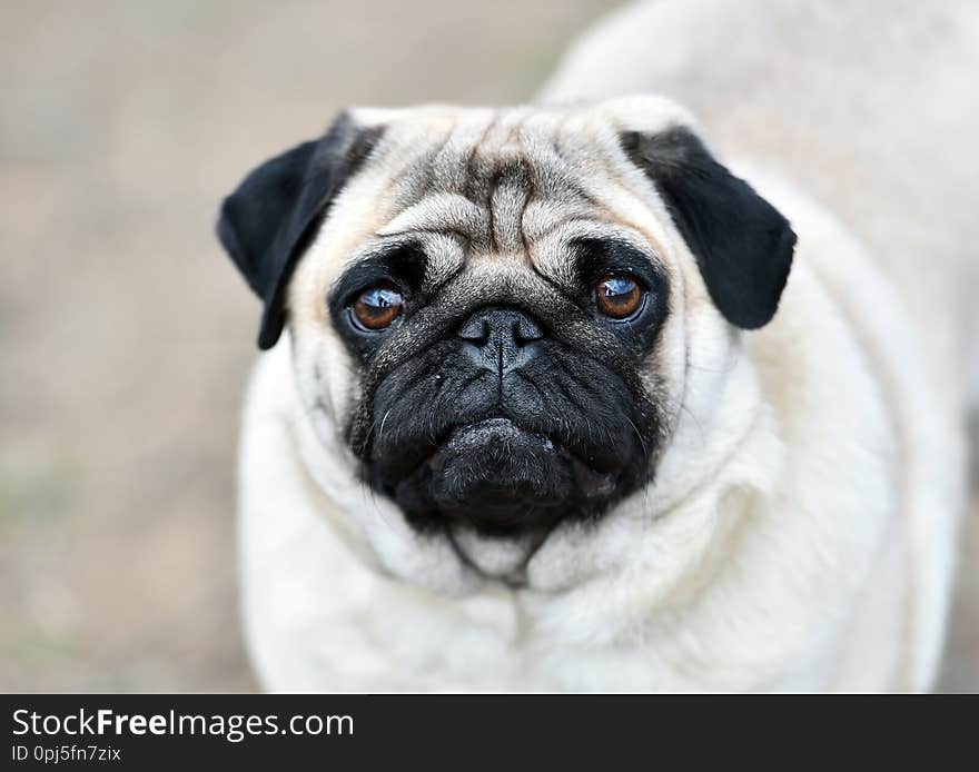 Beautiful carlino pug dog in the field. Beautiful carlino pug dog in the field