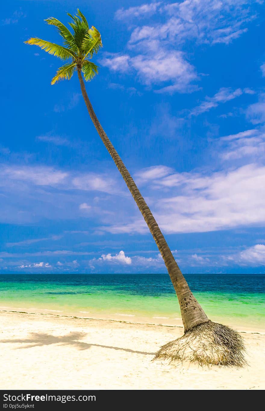 Single palm tree on the tropical beach in front of endless ocean