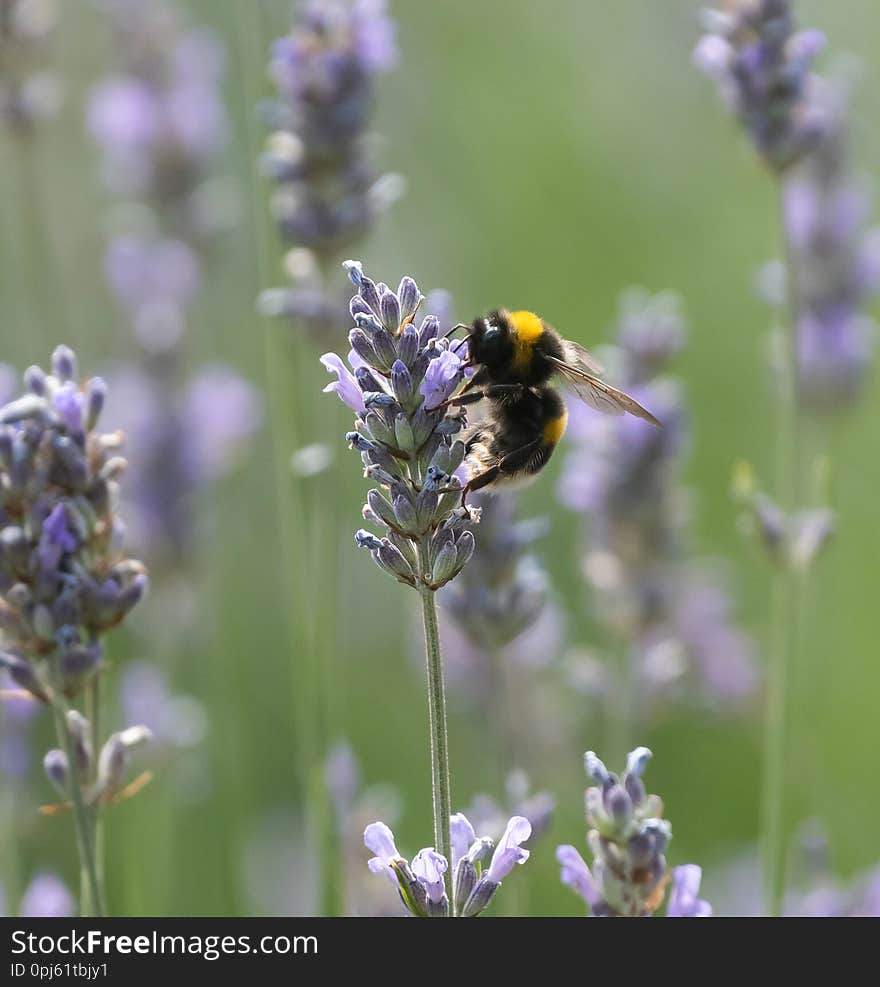 Bee feeding on lavender flower