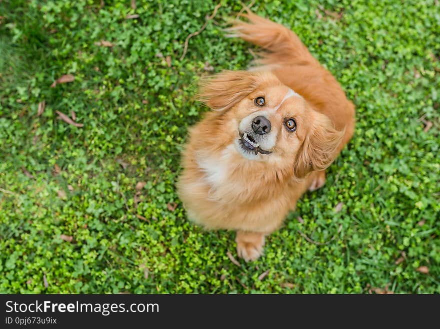 Top view portrait of cute little young mixed breed brown reddish dog looking up, reflection in eyes, open mouth with white teeth, sitting on fresh green grass, background, copy space. Top view portrait of cute little young mixed breed brown reddish dog looking up, reflection in eyes, open mouth with white teeth, sitting on fresh green grass, background, copy space