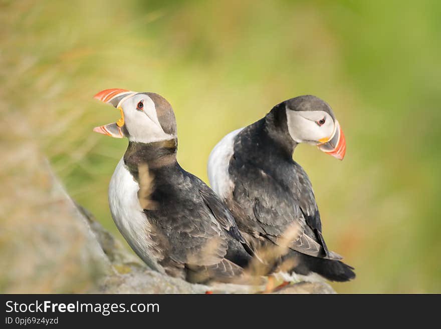 Two Atlantic Puffins sit nestled back to back in the grass on a summer evening, one with it`s beak wide open. Two Atlantic Puffins sit nestled back to back in the grass on a summer evening, one with it`s beak wide open