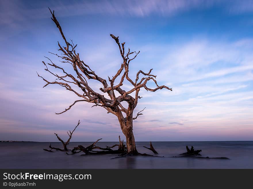 Long exposure driftwood beach in Jekyll Island