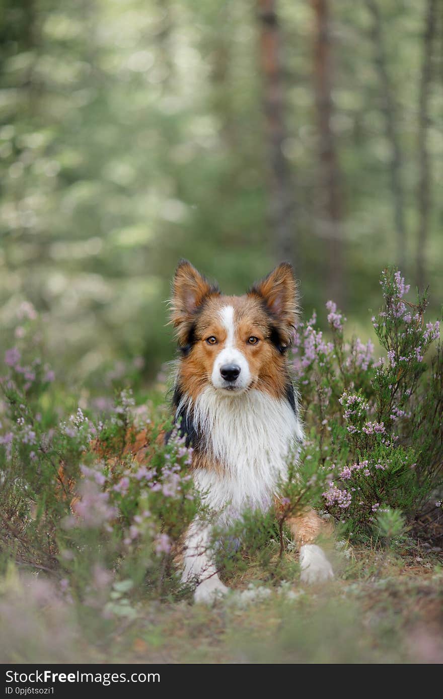 Dog in the woods in the heather. Cute border collie on nature. Walk with your pet