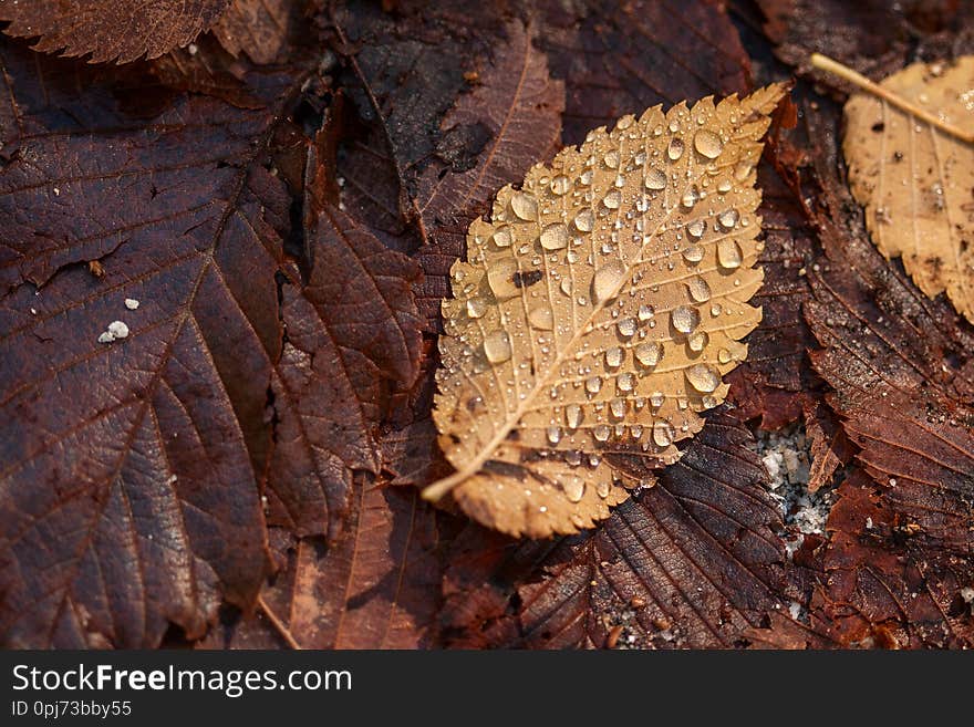 Fallen leaves in the rain