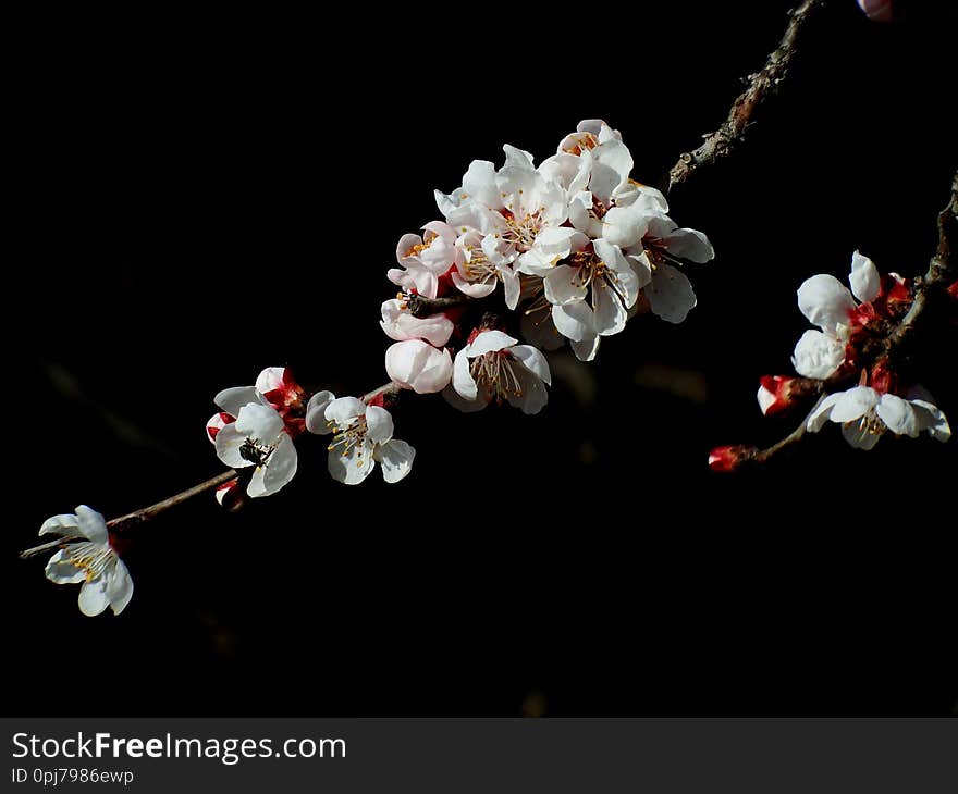 Apricot blossoms in full bloom in spring