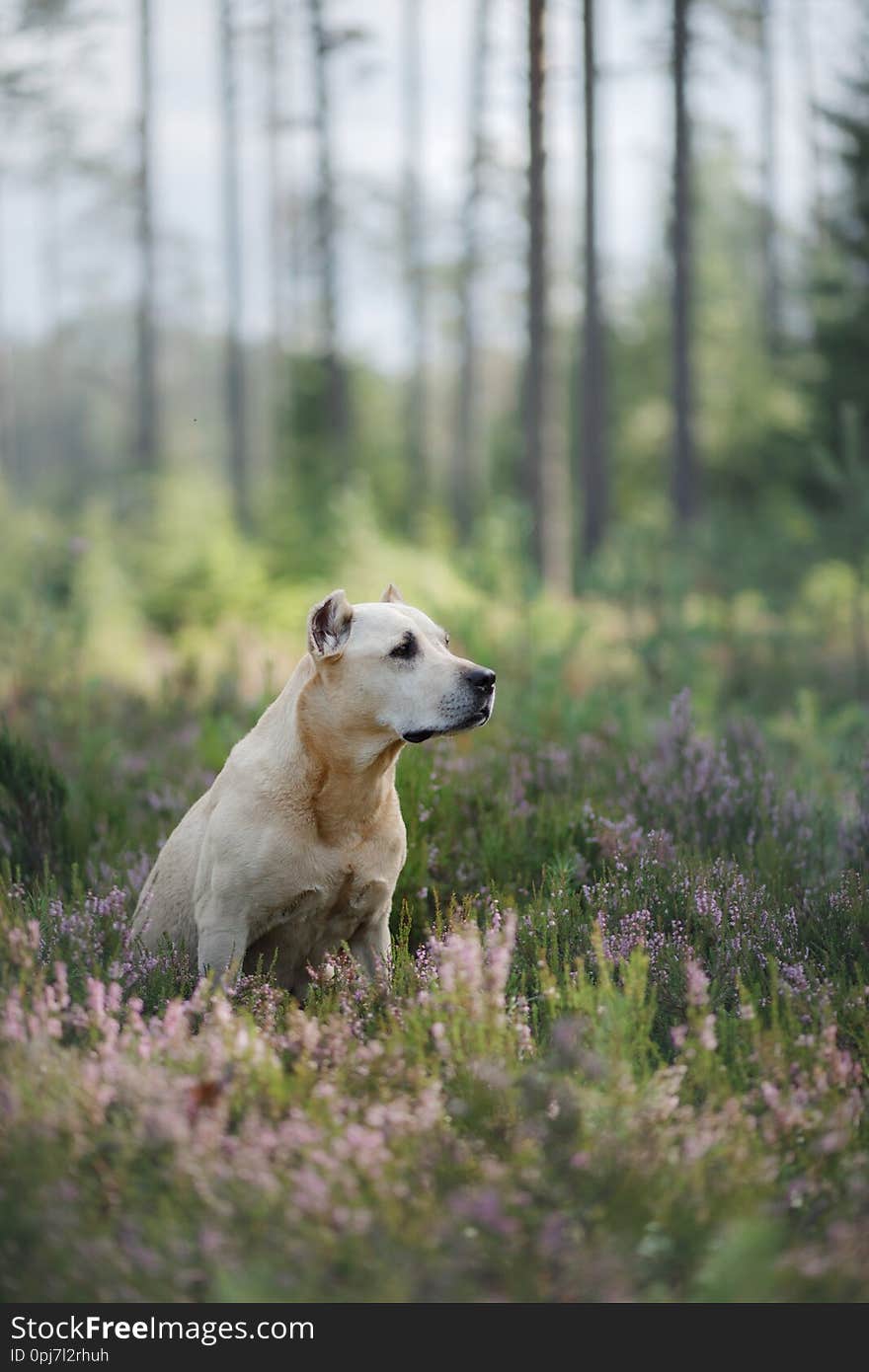 Dog in the woods in the heather. Cute Pit Bull Terrier on nature. Walk with your pet