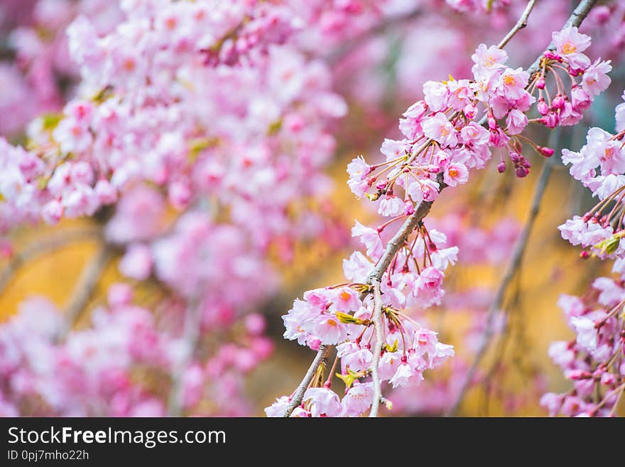 Sakura in colors