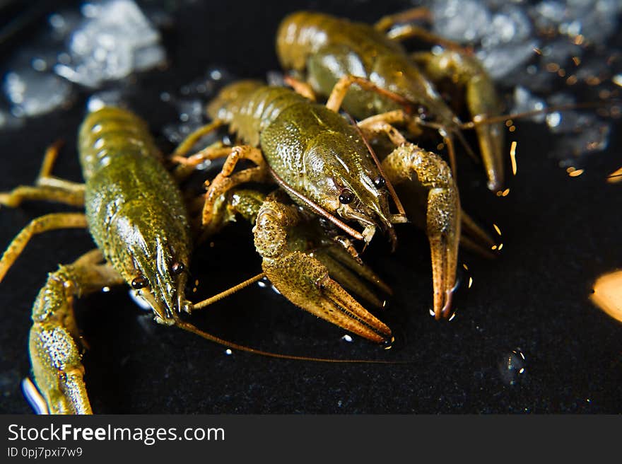 Live crayfish on a plate of ice. Black background, side view, close-up.