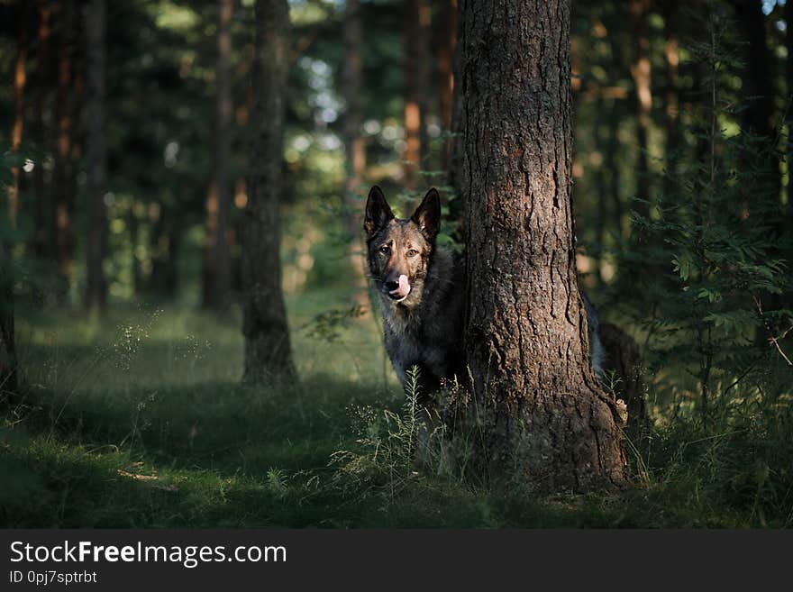 Dog in the forest peeps. German Shepherd in nature. mystic pet in wood