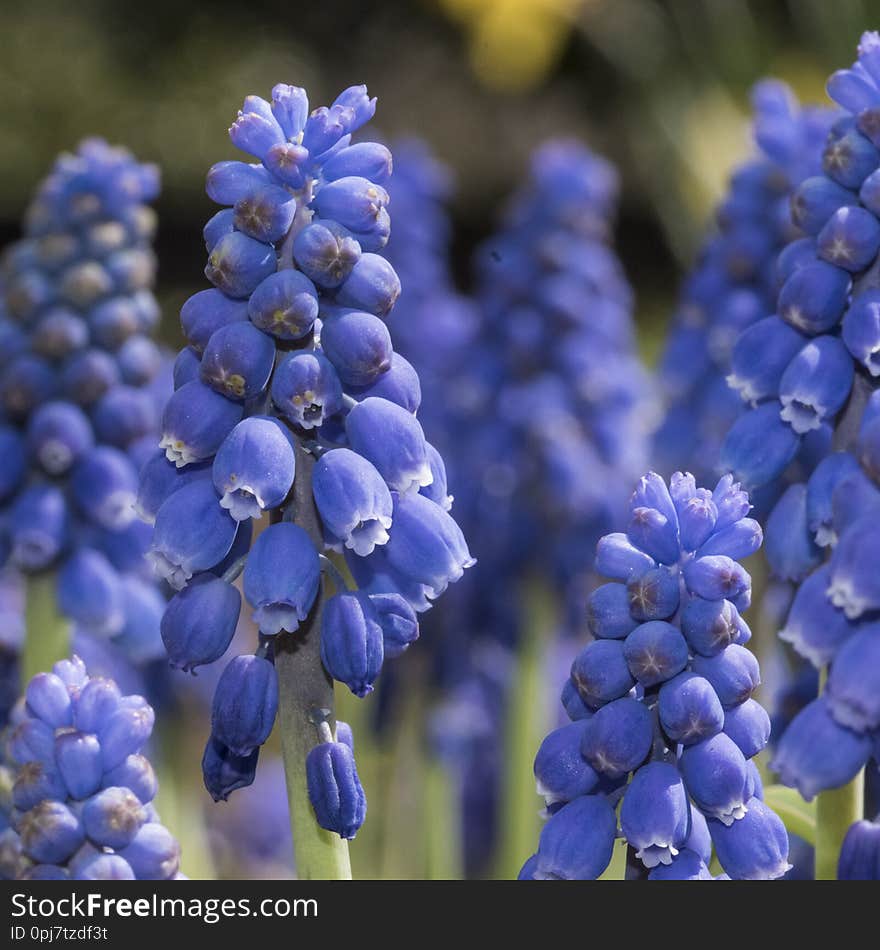 Detail of Purple Bulbs Blooming in Meadow on Sunny Day. Detail of Purple Bulbs Blooming in Meadow on Sunny Day