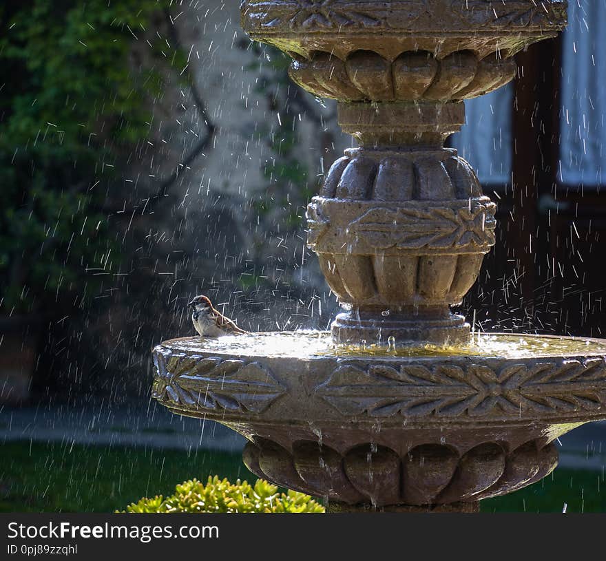 A little bird sits in a large fountain getting sprayed with water in Queretaro Mexico. A little bird sits in a large fountain getting sprayed with water in Queretaro Mexico