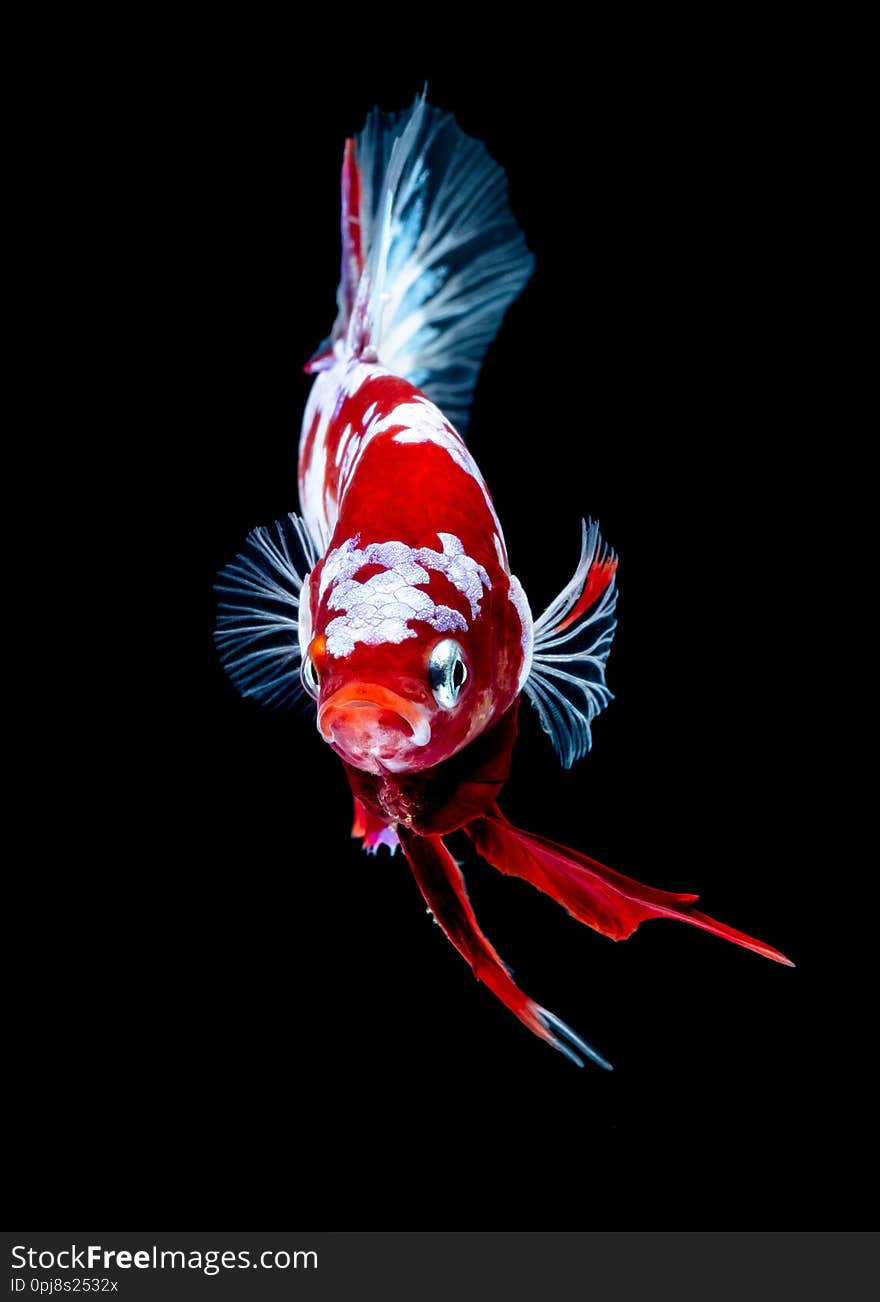 Betta fish Fight in the aquarium black blackground