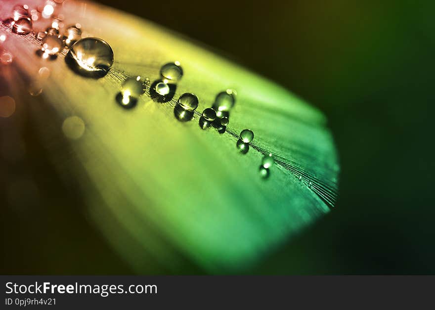 Water dew drops on a colorful feather close up.