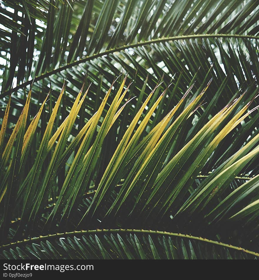 Palm tree in the beach in the nature