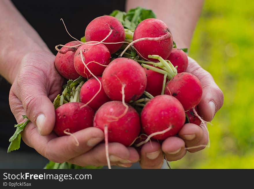 Farmer on the fields with red radish in the hands. Farmer on the fields with red radish in the hands