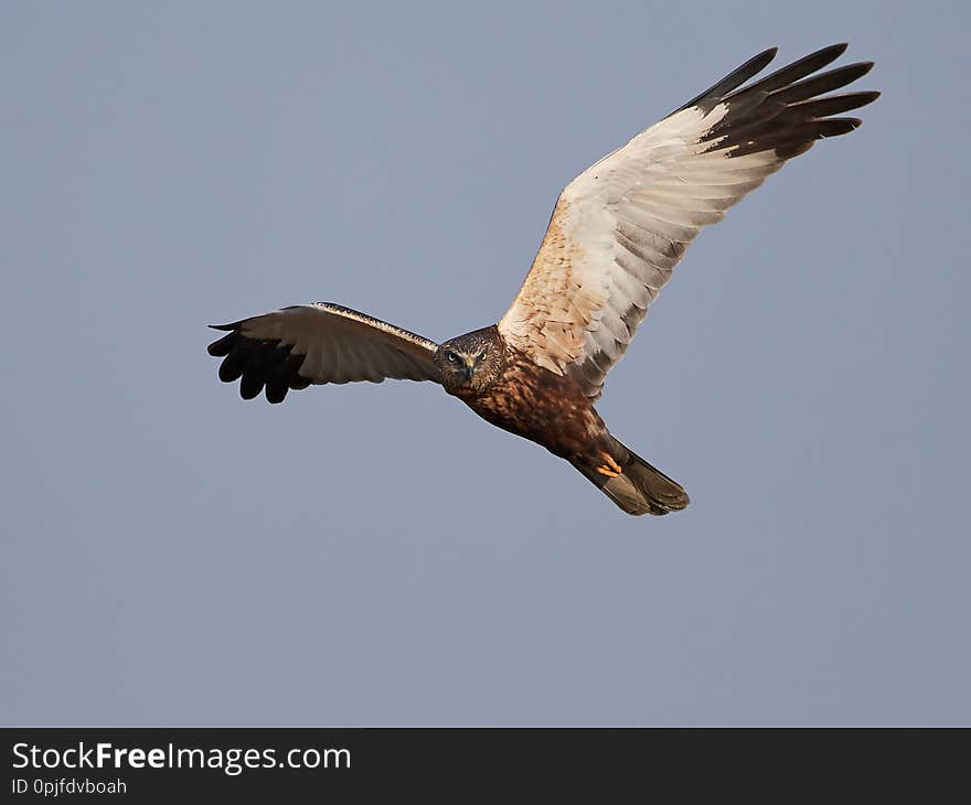 Western marsh harrier in its natural habitat in Denmark. Western marsh harrier in its natural habitat in Denmark