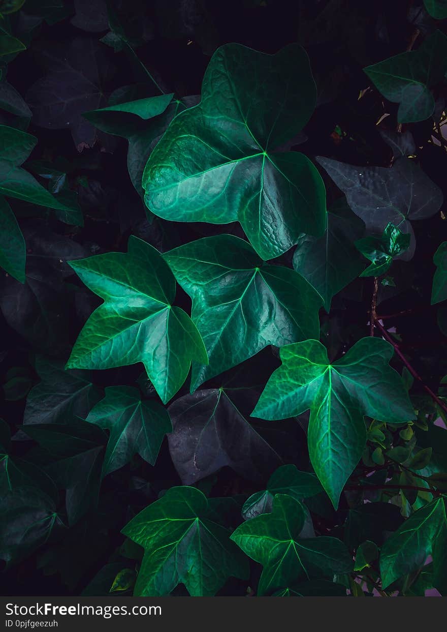 Green plant leaves texture in springtime