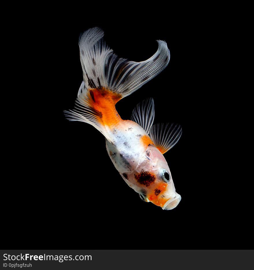 goldfish isolated on a dark black background